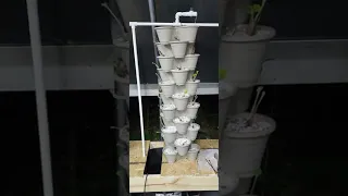Dollar tree new and improved DIY dollar tree hydroponic strawberry towers