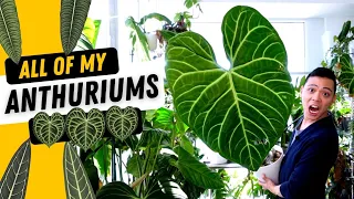 My Anthurium Collection 💚| Regale, Metallicum, King & Queen, Magnificum, Crystallinum | My Plants 😍