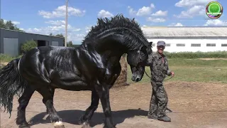 13 CABALLOS Mas POTENTES y GRANDES DEL PLANETA (CABALLOS INCREIBLE,el Caballo más Grande del Mundo)