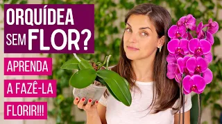 ORQUÍDEA SEM FLOR? 03 DICAS FÁCEIS para FAZER sua ORQUÍDEA FLORIR 🌸