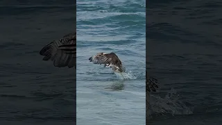 Osprey rises from the ocean with a huge fish in its talons. Can it carry the fish away? #bird #birds