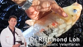 Treating Koi Pond parasites, Costia, flukes, fish scratching themselves and developing ulcers.
