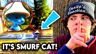 I FOUND SMURF CAT IN REAL LIFE!! (WE LIVE WE LOVE WE LIE)