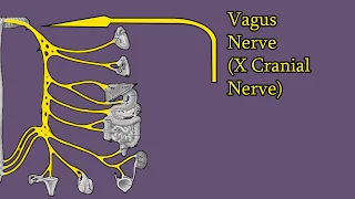 Vagus Nerve - Branches, Functions, Damage. Cranial Nerve X (CNX)