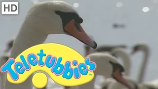 Teletubbies: Animals: Swans - Full Episode