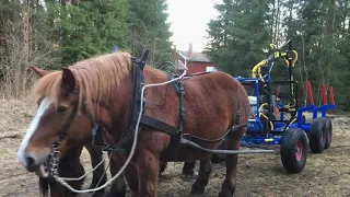 Skogsbruk med häst, ardenner, horse logging, livet med hästar i skogen, skogsbruk