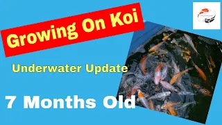 Gowing On Koi Fry From Cuttlebrook Koi - Underwater Update at 7 Months