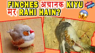 WHY FINCHES ARE DYING? Finches Ka Sehi Ilaaj Kijiye | Finches Treatment | Happy Budgies