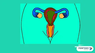Innere weibliche Geschlechtsorgane - Erklärvideo