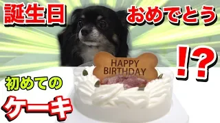 A Surprise Cake for Chikuwa's 8th Birthday! Can He Eat It All Up?!