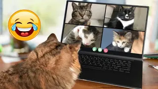 Funniest Animals 2024 😻 Best Funny Cats and Dogs Videos 🤣🐶 Part 7