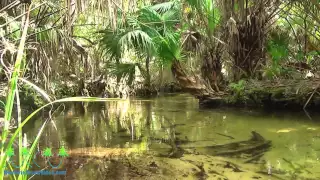 Juniper Spring by Ocala National Forest, Florida. Motion Picture with sound of Nature