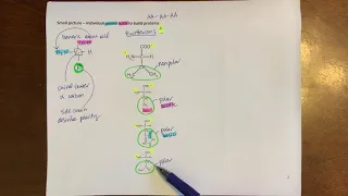 Amino acids at different pHs