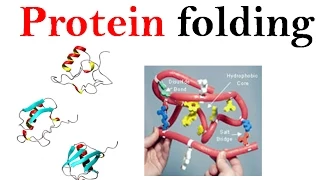 Protein folding mechanism
