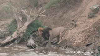 Dramatic Mara crossing!