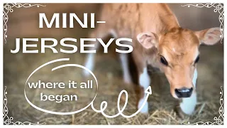 Dexter Corner | Mini Jersey Milk Cows | A Visit With Tim O’Donnell | A Tribute To Dexter Corner