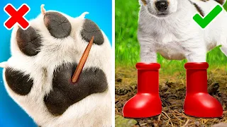 Geniales Gadgets para Mascotas y Brillantes Trucos para tus Encantadores Gatos y Perros 🐕🐈😺