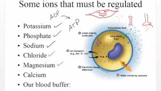 Chapter 27   Water, Electrolytes, Acid and Base Balance