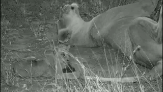 SafariLive Aug 19- Nkuhuma lioness Amber brings one of her new cubs out!!