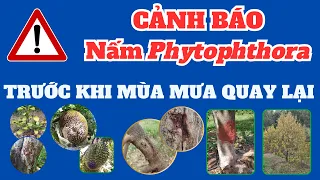 Cảnh báo nguy cơ bùng phát bệnh do nấm Phytophthora thời điểm chuyển mùa từ nắng nóng sang mưa