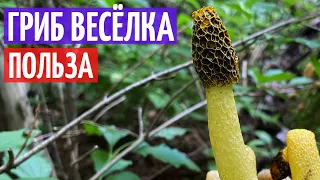 Гриб весёлка. Польза и применение I Herbals-ua.com
