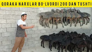 QORAKA 200 DAN TUSHURDI NSRXLARDI SHOSHILAMIZ