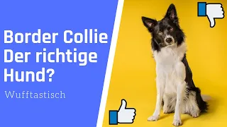 Ist ein Border Collie der richtige Hund für dich? 🔥