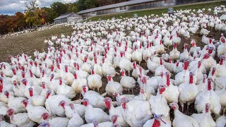 How Are 223,7 Million Turkeys In The United States Raised – Poultry Farming