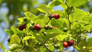 How To Plant Lime Berries In The Home With Easy