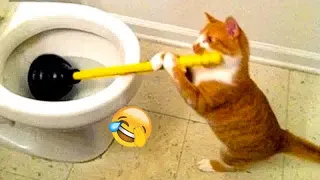 😂😅 Best Cats Videos 😍🐱 Funniest Animals # 46