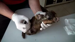 Hundreds of Mangoworms in a 3 weeks old puppy