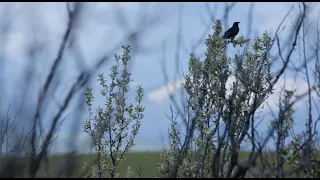 Endangered species and loss of grasslands