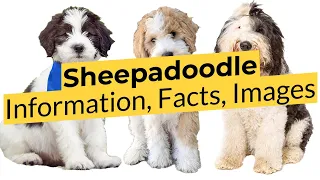 Sheepadoodle Information, Facts, and Images! 📃🔴 2023 🔴