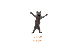 meow | playlist to have a good time with your cat