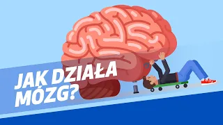 Jak działa mózg? | Być jak Ignacy