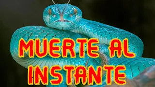 LAS 7 SERPIENTES MAS LETALES DEL MUNDO || LA VIBORA DE LA MUERTE 🤯😲