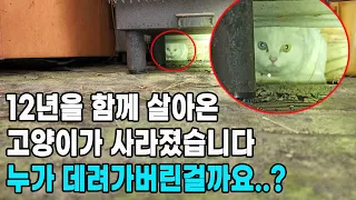 12년을 함께 살아온 고양이가 제주도에서 사라졌습니다.. (고양이탐정)