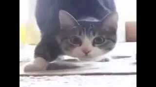 Cat Wiggle Wiggle Wiggle [FULL SONG/VIDEO]