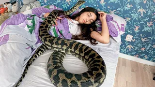 Una joven le gustaba dormir con su pitón, la serpiente comenzó a perder peso... la razón da miedo