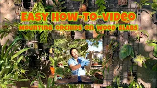 HOW-TO-MOUNT orchids on wood slabs. Super easy tutorial for everyone.Plus bonus special guest at end