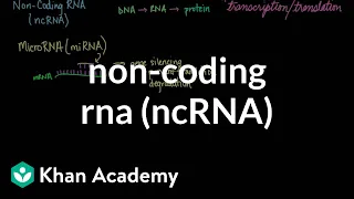 Non-coding RNA (ncRNA) | Biomolecules | MCAT | Khan Academy