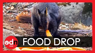 Australia Wildfires: Tonnes of Carrots Dropped to Save Starving Animals