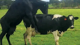 Best Cow's Breed | As these cow's mating or something Else | #Bestcowbreed #cowbreed #mating