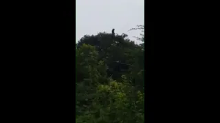 the Bigfoot On Top Of Tree In Belize video