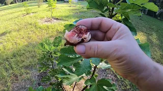 Fig Trees. Oct 2 2021First Bite Magnolia