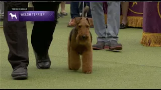 Welsh Terriers | Breed Judging 2023