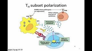 Immunology Fall 2019 Lecture 22: CD4 T Cells