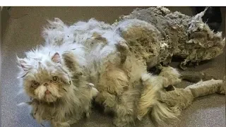Neglected Cat 'Sinbad' With Five Pounds Of Matted Fur Gets Makeover