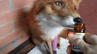 Alf the Fox Tasting Dog Beer on his Birthday