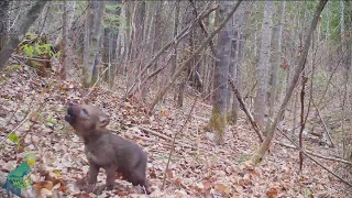 VIDEO: Camera captures wild wolf pup's first howl